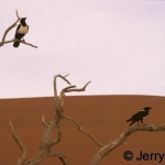 Pied Crows Sussusvlei, Namibia (Yin and yang.?)