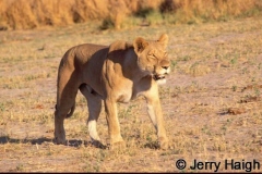 African Carnivores