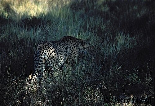 Pippa the cheetah in Meru NP