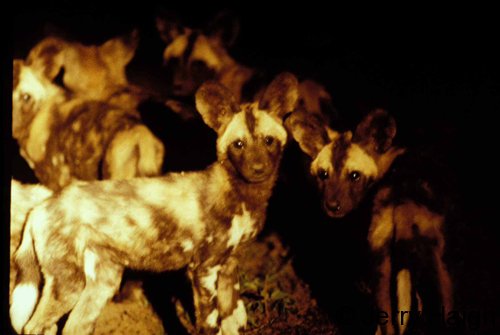 African WIld dog pups hear the adults