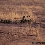 African wild cat