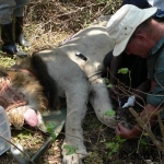 Flushing a lion wound