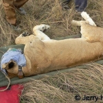 Immobilized lion with blue eye cover