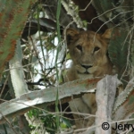 Lioness in Giant euphorbia