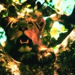 Lion in a tree