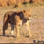 Lioness on the prowl