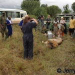 Students and collared lion