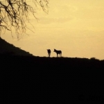 African WIld dog at dusk
