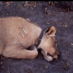drugged-lion-and-collar500