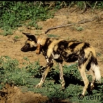 African WIld dog female wth radio collar