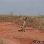 Jackal on the road.