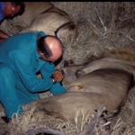 lion-pulse-caprivi500