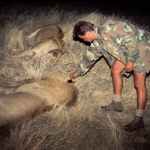 lions-at-night-caprivi500