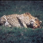Maasai Mara cheetah feeding on a Thomson\'s gazelle fawn