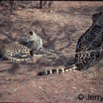 Normal and king cheetah. The king cheetah markigs are due to recessive gene. Some managers breed them as