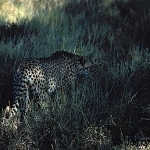 Pippa the cheetah in Meru NP