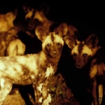 African WIld dog pups hear the adults