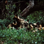 African WIld dog pups, early evening, waiting for the retrun of the adults, Madikwe