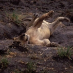 Lion recovering after immobilization
