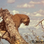 Leopard in a tree