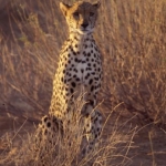 Cheetah in the morning sun