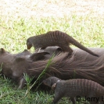 Warthog and banded mongoose at Queen Elizabeht NAtional park. A unique symbiosis