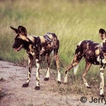 Afrcian wild dogs at Madikwe