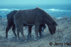 Canadian Mammals