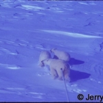 Polar bear sow & 2 cubs