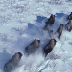 Wood Bison herd running
