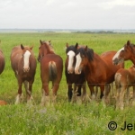 clydesdale family near Saskatoon