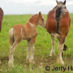 clydesdale colt & mum