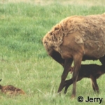 Wapiti twins & dam