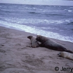 Grey seals on beach