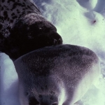 Hooded seal pup & dam