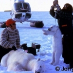 Weigh polar bear cub