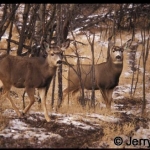 Two mule deer in bush