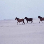 Sable Island ponies on the beach