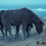 Two Sable Island ponies