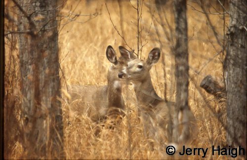 White-tailed deer does in woodland
