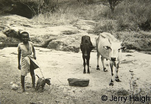A boy and his dog with the family cattle