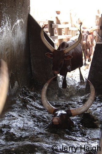 Cattle dipping