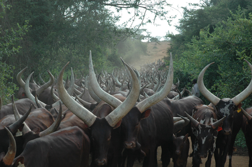 Ankole cattle going to dip