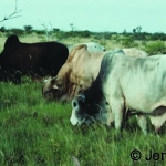 Boran bulls
