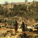 Boran cattle.  Meru District