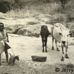 A boy and his dog with the family cattle