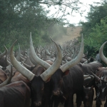 Ankole cattle going to dip