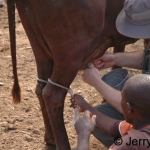 Milking a cow by hand