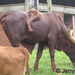 Cow with anomalous extra limb