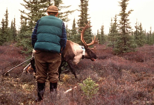 A collared caribou bull recovers, watched by Jerry Haigh